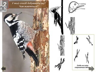 Сліди на снігу
строкатого дятла
У який спосіб добувають їжу?
Чим живляться??
 