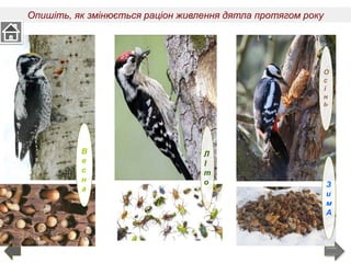 Опишіть, як змінюється раціон живлення дятла протягом року
О
с
і
н
Ь
З
и
м
А
Л
І
т
о
В
е
с
н
а
 