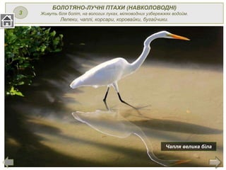 БОЛОТЯНО-ЛУЧНІ ПТАХИ (НАВКОЛОВОДНІ)
Живуть біля боліт, на вологих луках, мілководних узбережжях водойм.
Лелеки, чаплі, корсари, коровайки, бугайчики.
Чапля велика біла
3
 