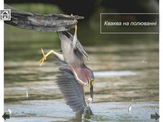 Кваква на полюванні
 