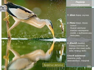 1. Шия довга, гнучка.
2. Ноги довгі, тонкі,
сильні.
Нижня частина
гомілки неоперена
(гола), з видовженими
пальцями.
3. Дзьоб тонкий,
довгий,конічний, як
гарпун для ловлі риби
крізь товщу води.
Спосіб живлення:
ловлять рибу,
земноводних, плазунів.
Перевір
спостереження
Бугайчик великий
 