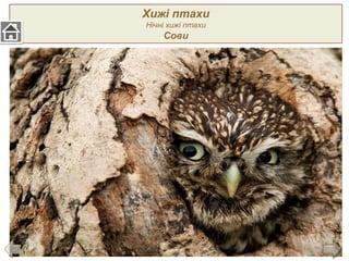Хижі птахи
Нічні хижі птахи
Сови
 