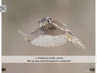 ● Оперення м’яке, рихле
Яке це має пристосувальне значення?
 