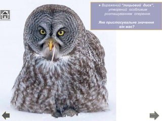 ● Виражений “лицьовий диск”,
утворений особливим
розташуванням оперення.
Яке пристосувальне значення
він має?
 