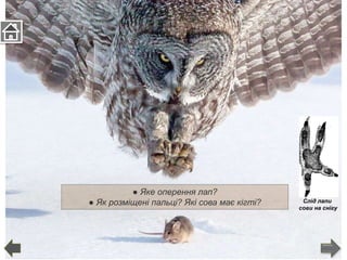● Яке оперення лап?
● Як розміщені пальці? Які сова має кігті? Слід лапи
сови на снігу
 