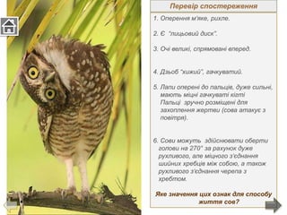 1. Оперення м‘яке, рихле.
2. Є “лицьовий диск”.
3. Очі великі, спрямовані вперед.
4. Дзьоб “хижий”, гачкуватий.
5. Лапи оперені до пальців, дуже сильні,
мають міцні гачкуваті кігті
Пальці зручно розміщені для
захоплення жертви (сова атакує з
повітря).
6. Сови можуть здійснювати оберти
голови на 270° за рахунок дуже
рухливого, але міцного з‘єднання
шийних хребців між собою, а також
рухливого з‘єднання черепа з
хребтом.
Яке значення цих ознак для способу
життя сов?
Перевір спостереження
 