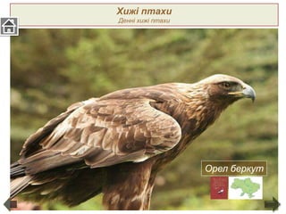 Хижі птахи
Денні хижі птахи
Орел беркут
 