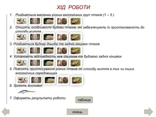 ХІД РОБОТИ
1. Роздивіться малюнки різних екологічних груп птахів (1 – 5 )
2. Опишіть особливості будови птахів, які забезпечують їх пристосованість до
способу життя
3. Роздивіться будову дзьоба та задніх кінцівок птахів
4. Установіть відповідність між дзьобом та будовою задніх кінцівок
5. Поясніть пристосування різних птахів до способу життя в тих чи інших
екологічних середовищах
6. Зробіть висновок
7. Оформіть результати роботи
кінець
таблиця
 