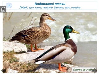 Водоплавні птахи
Лебеді, гуси, качки, пелікани, баклани, гаги, пінгвіни
Кряква звичайна
1
 