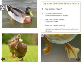 Опишіть зовнішній вигляд птаха
1. Яка форма тіла?
2. Опишіть задні кінцівки:
- Розміщення кінцівок на тулубі
- Відносна довжина кінцівок
(довгі чи короткі)
- Кількість пальців на ногах
- Наявність плавальної перетинки, між якими
пальцями
 