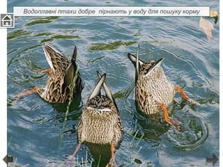 Водоплавні птахи добре пірнають у воду для пошуку корму
 
