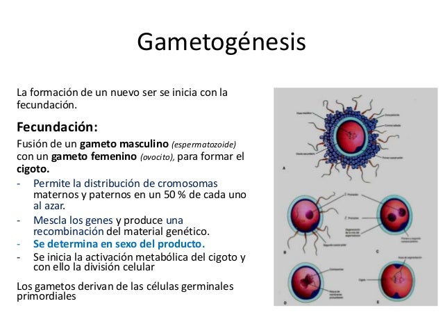3. Gametogénesis masculina