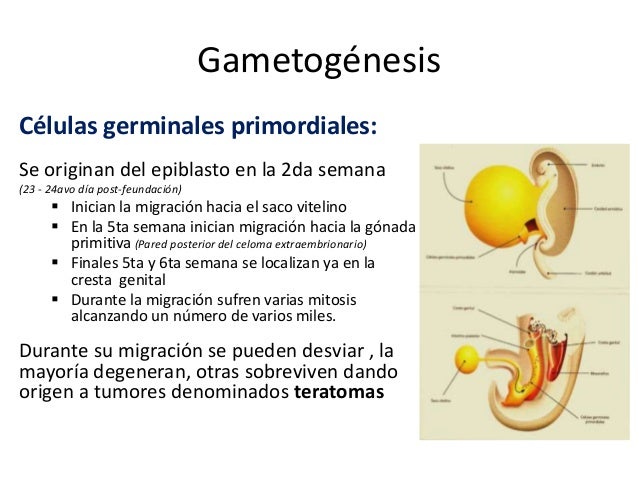 3.- Gametogénesis masculina