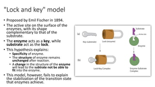 3.2 enzyme UEC Senior 1 Biology 独中高一生物 | PPTX