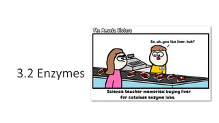 3.2 Enzymes
 