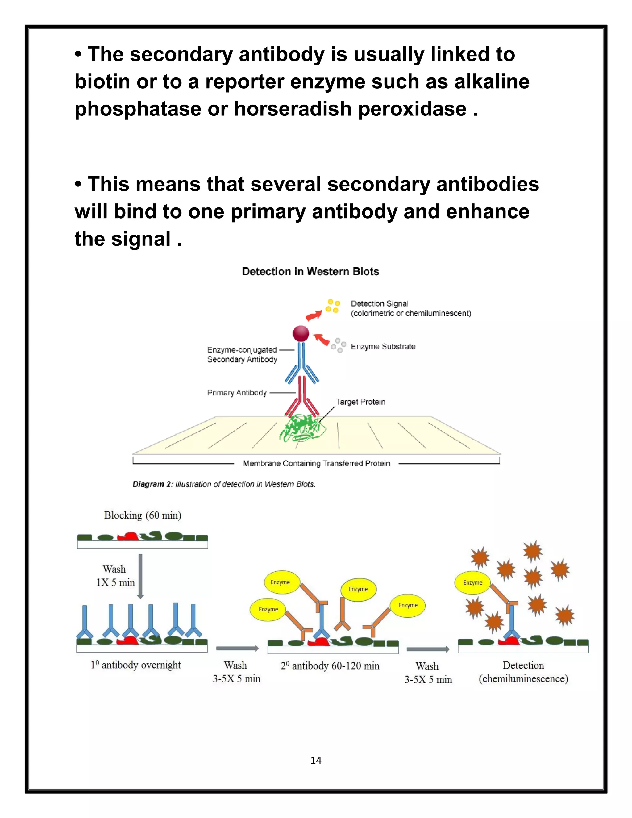 14
• The secondary antibody is usually linked to
biotin or to a reporter enzyme such as alkaline
phosphatase or horseradish peroxidase .
• This means that several secondary antibodies
will bind to one primary antibody and enhance
the signal .
 