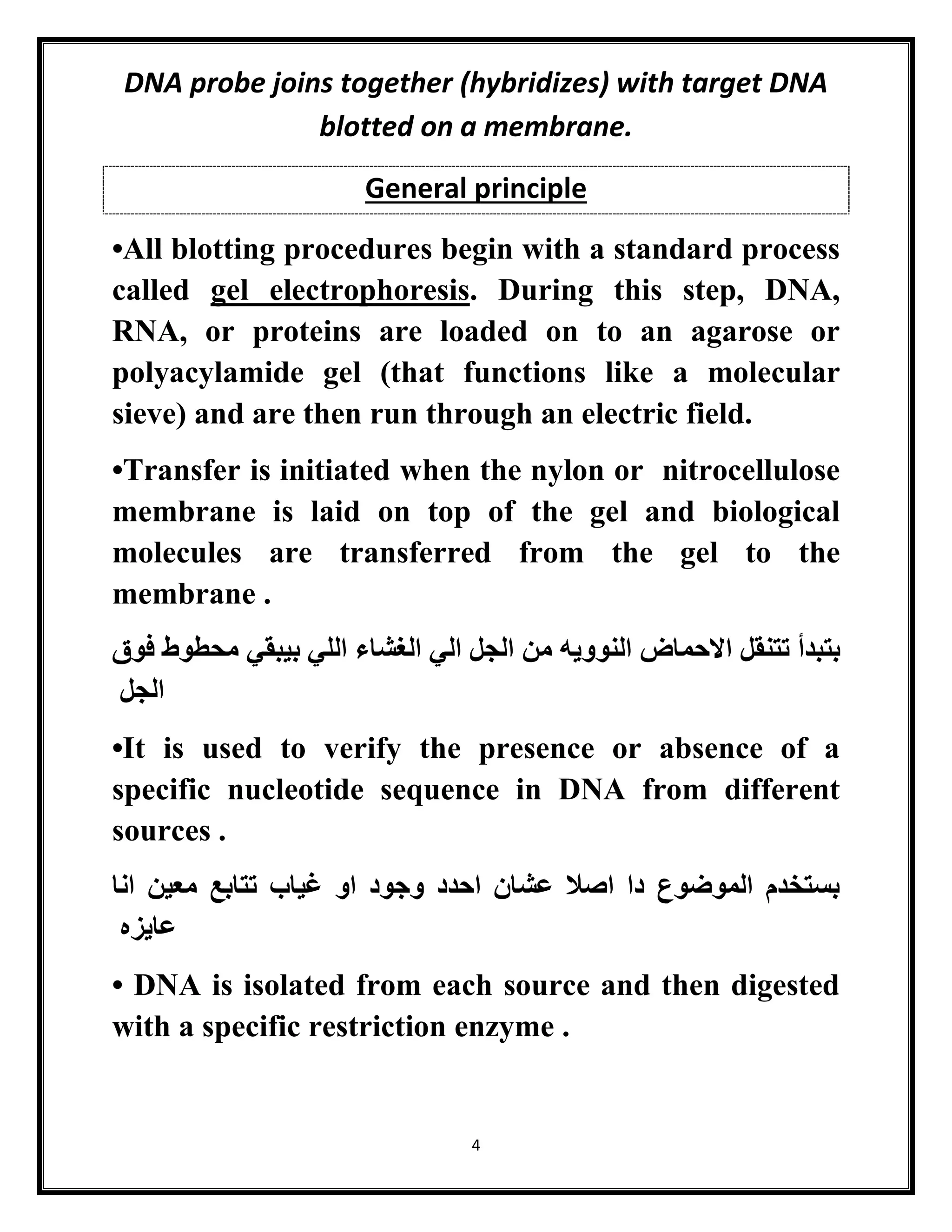 4
DNA probe joins together (hybridizes) with target DNA
blotted on a membrane.
General principle
•All blotting procedures begin with a standard process
called gel electrophoresis. During this step, DNA,
RNA, or proteins are loaded on to an agarose or
polyacylamide gel (that functions like a molecular
sieve) and are then run through an electric field.
•Transfer is initiated when the nylon or nitrocellulose
membrane is laid on top of the gel and biological
molecules are transferred from the gel to the
membrane .
‫ا‬ ‫تتنقل‬ ‫بتبدأ‬‫فوق‬ ‫محطوط‬ ‫بيبقي‬ ‫اللي‬ ‫الغشاء‬ ‫الي‬ ‫الجل‬ ‫من‬ ‫النوويه‬ ‫الحماض‬
‫الجل‬
•It is used to verify the presence or absence of a
specific nucleotide sequence in DNA from different
sources .
‫انا‬ ‫معين‬ ‫تتابع‬ ‫غياب‬ ‫او‬ ‫وجود‬ ‫احدد‬ ‫عشان‬ ‫اصال‬ ‫دا‬ ‫الموضوع‬ ‫بستخدم‬
‫عايزه‬
• DNA is isolated from each source and then digested
with a specific restriction enzyme .
 