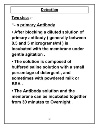 12
Detection
Two steps :-
1- ◘ primary Antibody
• After blocking a diluted solution of
primary antibody ( generally between
0.5 and 5 micrograms/ml ) is
incubated with the membrane under
gentle agitation .
• The solution is composed of
buffered saline solution with a small
percentage of detergent , and
sometimes with powdered milk or
BSA .
• The Antibody solution and the
membrane can be incubated together
from 30 minutes to Overnight .
 