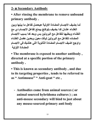 13
2- ◘ Secondary Antibody
• After rinsing the membrane to remove unbound
primary antibody .
‫وبين‬ ‫بينها‬ ‫ما‬ ‫تفاعل‬ ‫هيحصل‬ ‫االولية‬ ‫المضادة‬ ‫االجسام‬ ‫بضيف‬ ‫لما‬
‫مع‬ ‫دي‬ ‫االجسام‬ ‫تفاعل‬ ‫بيمنع‬ ‫بلوكنج‬ ‫بضيف‬ ‫كدا‬ ‫عشان‬ ‫الغشاء‬
‫االجسام‬ ‫بسيب‬ ‫كدا‬ ‫وبعد‬ ‫بس‬ ‫البروتين‬ ‫مع‬ ‫تتفاعل‬ ‫ويخليها‬ ‫الغشاء‬
‫الغشاء‬ ‫هغسل‬ ‫وبعدين‬ ‫معين‬ ‫لوقت‬ ‫البروتين‬ ‫مع‬ ‫تتفاعل‬ ‫المضاده‬
‫ا‬ ‫المضادة‬ ‫االجسام‬ ‫اضيف‬ ‫واؤجع‬‫االجسام‬ ‫في‬ ‫هتشبك‬ ‫اللي‬ ‫لثانوية‬
‫األولية‬ ‫المضادة‬
• The membrane is exposed to another antibody ,
directed at a specific portion of the primary
antibody .
• This is known as secondary antibody , and due
to its targeting properties , tends to be referred to
as “ Antimouse” “ Anti-goat “ etc ,
- Antibodies come from animal sources ( or
animal sourced hybridoma cultures ) ; an
anti-mouse secondary will bind to just about
any mouse-sourced primary anti body
 