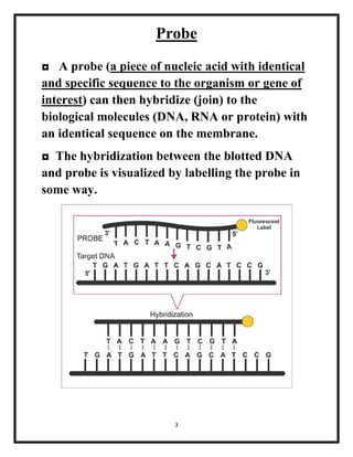 3
Probe
◘ A probe (a piece of nucleic acid with identical
and specific sequence to the organism or gene of
interest) can then hybridize (join) to the
biological molecules (DNA, RNA or protein) with
an identical sequence on the membrane.
◘ The hybridization between the blotted DNA
and probe is visualized by labelling the probe in
some way.
 