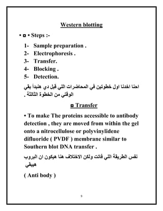9
Western blotting
• ◘ • Steps :-
1- Sample preparation .
2- Electrophoresis .
3- Transfer.
4- Blocking .
5- Detection.
‫بقي‬ ‫هنبدأ‬ ‫دي‬ ‫قبل‬ ‫اللي‬ ‫المحاضرات‬ ‫في‬ ‫خطوتين‬ ‫اول‬ ‫اخدنا‬ ‫احنا‬
. ‫الثالثة‬ ‫الخطوة‬ ‫من‬ ‫الوقتي‬
◘ Transfer
• To make The proteins accessible to antibody
detection , they are moved from within the gel
onto a nitrocellulose or polyvinylidene
difluoride ( PVDF ) membrane similar to
Southern blot DNA transfer .
‫البر‬ ‫ان‬ ‫هيكون‬ ‫هنا‬ ‫االختالف‬ ‫ولكن‬ ‫فاتت‬ ‫اللي‬ ‫الطريقة‬ ‫نفس‬‫وب‬
‫هيبقي‬
( Anti body )
 