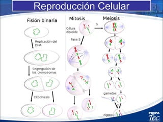 Reproducción Celular
 