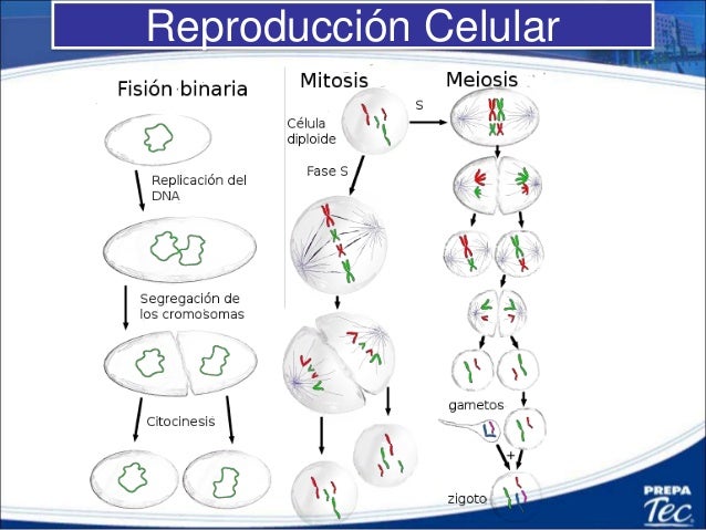 Resultat d'imatges de reproducciÃ³n celular