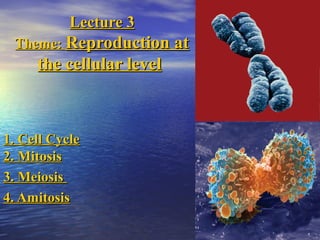 Lecture 3Lecture 3
Theme:Theme: Reproduction atReproduction at
the cellular levelthe cellular level
1. Cell Cycle1. Cell Cycle
2. Mitosis2. Mitosis
3. Meiosis3. Meiosis
4. Amitosis4. Amitosis
 