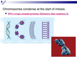 Chromosomes condense at the start of mitosis.
 DNA wraps around proteins (histones) that condense it.
DNA double
helix
DNA and
histones
Chromatin Supercoiled
DNA
 