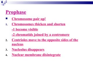 Prophase
 Chromosome pair up!
1. Chromosomes thicken and shorten
-1 become visible
-2 chromatids joined by a centromere
2. Centrioles move to the opposite sides of the
nucleus
3. Nucleolus disappears
4. Nuclear membrane disintegrate
 