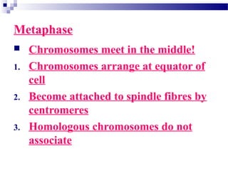 Metaphase
 Chromosomes meet in the middle!
1. Chromosomes arrange at equator of
cell
2. Become attached to spindle fibres by
centromeres
3. Homologous chromosomes do not
associate
 