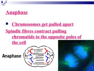 Anaphase
 Chromosomes get pulled apart
Spindle fibres contract pulling
chromatids to the opposite poles of
the cell
 