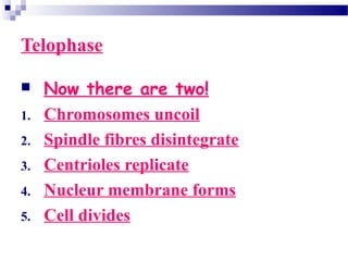 Telophase
 Now there are two!
1. Chromosomes uncoil
2. Spindle fibres disintegrate
3. Centrioles replicate
4. Nucleur membrane forms
5. Cell divides
 