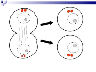 cytokinesis
Daughter Cells
microfilaments
attach to plasma
membrane to form a
ring around equator
of cell
ring contracts,
like a drawstring,
dividing the
cytoplasm
 
