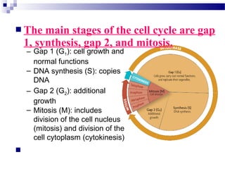  The main stages of the cell cycle are gap
1, synthesis, gap 2, and mitosis.
– Gap 1 (G1): cell growth and
normal functions
 Mitosis occurs only if the cell is large enough
and the DNA undamaged.
– DNA synthesis (S): copies
DNA
– Gap 2 (G2): additional
growth
– Mitosis (M): includes
division of the cell nucleus
(mitosis) and division of the
cell cytoplasm (cytokinesis)
 