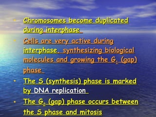 • Chromosomes become duplicatedChromosomes become duplicated
duringduring interphaseinterphase
• Cells are very active duringCells are very active during
interphaseinterphase, synthesizing biological, synthesizing biological
molecules and growing the Gmolecules and growing the G11 (gap)(gap)
phasephase
• The S (synthesis) phase is markedThe S (synthesis) phase is marked
byby DNA replicationDNA replication
• The GThe G22 (gap) phase occurs between(gap) phase occurs between
the S phase and mitosisthe S phase and mitosis
 