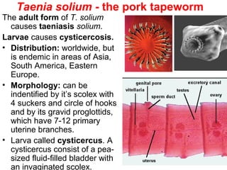14
Taenia solium - the pork tapeworm
The adult form of T. solium
causes taeniasis solium.
Larvae causes cysticercosis.
• Distribution: worldwide, but
is endemic in areas of Asia,
South America, Eastern
Europe.
• Morphology: can be
indentified by it’s scolex with
4 suckers and circle of hooks
and by its gravid proglottids,
which have 7-12 primary
uterine branches.
• Larva called cysticercus. A
cysticercus consist of a pea-
sized fluid-filled bladder with
an invaginated scolex.
 