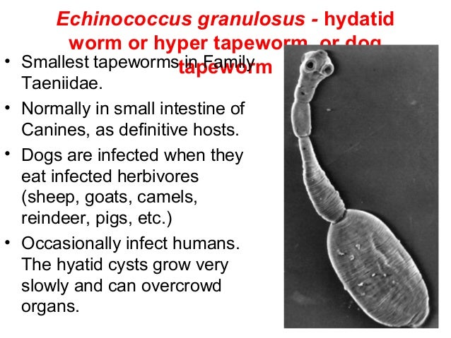 Class Cestoda Tapeworms