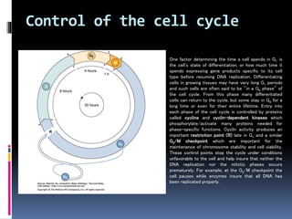 Control of the cell cycle
One factor determining the time a cell spends in G1 is
the cell's state of differentiation, or how much time it
spends expressing gene products specific to its cell
type before resuming DNA replication. Differentiating
cells in growing tissues may have very long G1 periods
and such cells are often said to be "in a G0 phase" of
the cell cycle. From this phase many differentiated
cells can return to the cycle, but some stay in G0 for a
long time or even for their entire lifetime. Entry into
each phase of the cell cycle is controlled by proteins
called cyclins and cyclin-dependent kinases which
phosphorylate/activate many proteins needed for
phase-specific functions. Cyclin activity produces an
important restriction point (R) late in G1 and a similar
G2/M checkpoint which are important for the
maintenance of chromosome stability and cell viability.
These control points stop the cycle under conditions
unfavorable to the cell and help insure that neither the
DNA replication nor the mitotic phases occurs
prematurely. For example, at the G2/M checkpoint the
cell pauses while enzymes insure that all DNA has
been replicated properly.
 