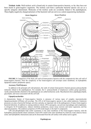 Teichoic Acids. Wall teichoic acid is found only in certain Gram-positive bacteria, so far, they have not
been found in gram-negative organisms. The teichoic acid from a particular bacterial species can act as a
specific antigenic determinant. Molecules of the teichoic acids are covalently linked to the peptidoglycan.
These highly negatively charged polymers of the bacterial wall can serve as a cation-sequestering mechanism.
FIGURE 3. Comparison of the thick cell wall of Gram-positive bacteria with the comparatively thin cell wall of
Gram-negative bacteria. Note the complexity of the Gram-negative cell envelope (outer membrane, its hydrophobic
lipoprotein anchor; periplasmic space).
Accessory Wall Polymers
In addition to the principal cell wall polymers, the walls of certain Gram-positive bacteria possess polysaccharide
molecules linked to the peptidoglycan. For example, the C- polysaccharide of streptococci confers group specificity.
Acidic polysaccharides attached to the peptidoglycan are called teichuronic acids. Mycobacteria have peptidoglycolipids,
glycolipids, and waxes associated with the cell wall.
Lipopolysaccharides
A characteristic feature of Gram-negative bacteria is presence of various types of complex macromolecular
lipopolysaccharide (LPS)into cell envelope. The LPS of all Gram-negative species is also called endotoxin. Endotoxin
possesses an array of powerful biologic activities and play an important role in the pathogenesis of many Gram-negative
bacterial infections. In addition to causing endotoxic shock, LPS is pyrogenic, can activate macrophages and complement,
is mitogenic for B lymphocytes, induces interferon production, causes tissue necrosis and tumor regression, and has
adjuvant properties. The endotoxic properties of LPS reside largely in the lipid A components.
LPS and phospholipids help confer asymmetry to the outer membrane of the Gram-negative bacteria, with the
hydrophilic polysaccharide chains outermost. Each LPS is held in the outer membrane by relatively weak cohesive forces
(ionic and hydrophobic interactions) and can be dissociated from the cell surface with surface-active agents.
Peptidoglycan
2
 