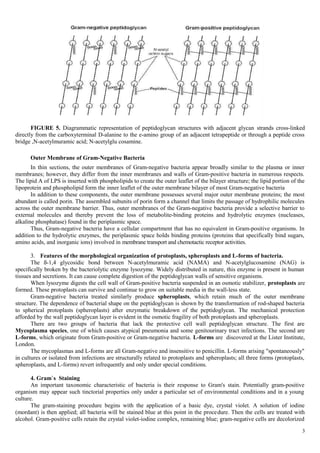 FIGURE 5. Diagrammatic representation of peptidoglycan structures with adjacent glycan strands cross-linked
directly from the carboxyterminal D-alanine to the e-amino group of an adjacent tetrapeptide or through a peptide cross
bridge ,N-acetylmuramic acid; N-acetylglu cosamine.
Outer Membrane of Gram-Negative Bacteria
In thin sections, the outer membranes of Gram-negative bacteria appear broadly similar to the plasma or inner
membranes; however, they differ from the inner membranes and walls of Gram-positive bacteria in numerous respects.
The lipid A of LPS is inserted with phospholipids to create the outer leaflet of the bilayer structure; the lipid portion of the
lipoprotein and phospholipid form the inner leaflet of the outer membrane bilayer of most Gram-negative bacteria
In addition to these components, the outer membrane possesses several major outer membrane proteins; the most
abundant is called porin. The assembled subunits of porin form a channel that limits the passage of hydrophilic molecules
across the outer membrane barrier. Thus, outer membranes of the Gram-negative bacteria provide a selective barrier to
external molecules and thereby prevent the loss of metabolite-binding proteins and hydrolytic enzymes (nucleases,
alkaline phosphatase) found in the periplasmic space.
Thus, Gram-negative bacteria have a cellular compartment that has no equivalent in Gram-positive organisms. In
addition to the hydrolytic enzymes, the periplasmic space holds binding proteins (proteins that specifically bind sugars,
amino acids, and inorganic ions) involved in membrane transport and chemotactic receptor activities.
3. Features of the morphological organization of protoplasts, spheroplasts and L-forms of bacteria.
The ß-1,4 glycosidic bond between N-acetylmuramic acid (NAMA) and N-acetylglucosamine (NAG) is
specifically broken by the bacteriolytic enzyme lysozyme. Widely distributed in nature, this enzyme is present in human
tissues and secretions. It can cause complete digestion of the peptidoglycan walls of sensitive organisms.
When lysozyme digests the cell wall of Gram-positive bacteria suspended in an osmotic stabilizer, protoplasts are
formed. These protoplasts can survive and continue to grow on suitable media in the wall-less state.
Gram-negative bacteria treated similarly produce spheroplasts, which retain much of the outer membrane
structure. The dependence of bacterial shape on the peptidoglycan is shown by the transformation of rod-shaped bacteria
to spherical protoplasts (spheroplasts) after enzymatic breakdown of the peptidoglycan. The mechanical protection
afforded by the wall peptidoglycan layer is evident in the osmotic fragility of both protoplasts and spheroplasts.
There are two groups of bacteria that lack the protective cell wall peptidoglycan structure. The first are
Mycoplasma species, one of which causes atypical pneumonia and some genitourinary tract infections. The second are
L-forms, which originate from Gram-positive or Gram-negative bacteria. L-forms are discovered at the Lister Institute,
London.
The mycoplasmas and L-forms are all Gram-negative and insensitive to penicillin. L-forms arising "spontaneously"
in cultures or isolated from infections are structurally related to protoplasts and spheroplasts; all three forms (protoplasts,
spheroplasts, and L-forms) revert infrequently and only under special conditions.
4. Gram`s Staining
An important taxonomic characteristic of bacteria is their response to Gram's stain. Potentially gram-positive
organism may appear such tinctorial properties only under a particular set of environmental conditions and in a young
culture.
The gram-staining procedure begins with the application of a basic dye, crystal violet. A solution of iodine
(mordant) is then applied; all bacteria will be stained blue at this point in the procedure. Then the cells are treated with
alcohol. Gram-positive cells retain the crystal violet-iodine complex, remaining blue; gram-negative cells are decolorized
3
 