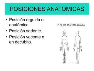 POSICIONES ANATOMICAS
• Posición erguida o
anatómica.
• Posición sedente.
• Posición yacente o
en decúbito.
 
