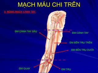 MẠCH MÁU CHI TRÊN | PDF