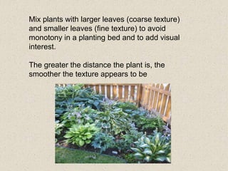 Mix plants with larger leaves (coarse texture)
and smaller leaves (fine texture) to avoid
monotony in a planting bed and to add visual
interest.
The greater the distance the plant is, the
smoother the texture appears to be
 