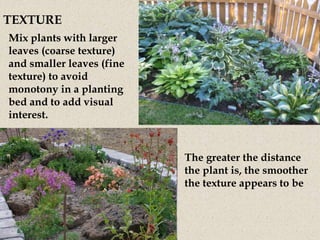 Mix plants with larger
leaves (coarse texture)
and smaller leaves (fine
texture) to avoid
monotony in a planting
bed and to add visual
interest.
The greater the distance
the plant is, the smoother
the texture appears to be
TEXTURE
 