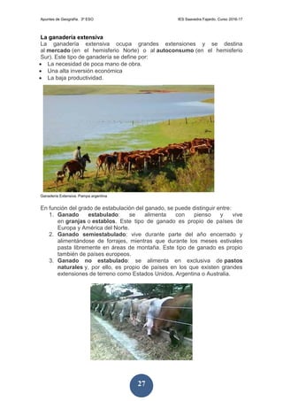 Apuntes de Geografía. 3º ESO IES Saavedra Fajardo. Curso 2016-17
27
La ganadería extensiva
La ganadería extensiva ocupa grandes extensiones y se destina
al mercado (en el hemisferio Norte) o al autoconsumo (en el hemisferio
Sur). Este tipo de ganadería se define por:
 La necesidad de poca mano de obra.
 Una alta inversión económica
 La baja productividad.
Ganadería Extensiva. Pampa argentina
En función del grado de estabulación del ganado, se puede distinguir entre:
1. Ganado estabulado: se alimenta con pienso y vive
en granjas o establos. Este tipo de ganado es propio de países de
Europa y América del Norte.
2. Ganado semiestabulado: vive durante parte del año encerrado y
alimentándose de forrajes, mientras que durante los meses estivales
pasta libremente en áreas de montaña. Este tipo de ganado es propio
también de países europeos.
3. Ganado no estabulado: se alimenta en exclusiva de pastos
naturales y, por ello, es propio de países en los que existen grandes
extensiones de terreno como Estados Unidos, Argentina o Australia.
 