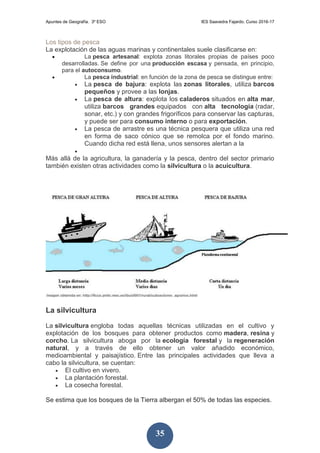 Apuntes de Geografía. 3º ESO IES Saavedra Fajardo. Curso 2016-17
35
Los tipos de pesca
La explotación de las aguas marinas y continentales suele clasificarse en:
 La pesca artesanal: explota zonas litorales propias de países poco
desarrolladas. Se define por una producción escasa y pensada, en principio,
para el autoconsumo.
 La pesca industrial: en función de la zona de pesca se distingue entre:
 La pesca de bajura: explota las zonas litorales, utiliza barcos
pequeños y provee a las lonjas.
 La pesca de altura: explota los caladeros situados en alta mar,
utiliza barcos grandes equipados con alta tecnología (radar,
sonar, etc.) y con grandes frigoríficos para conservar las capturas,
y puede ser para consumo interno o para exportación.
 La pesca de arrastre es una técnica pesquera que utiliza una red
en forma de saco cónico que se remolca por el fondo marino.
Cuando dicha red está llena, unos sensores alertan a la

Más allá de la agricultura, la ganadería y la pesca, dentro del sector primario
también existen otras actividades como la silvicultura o la acuicultura.
La silvicultura
La silvicultura engloba todas aquellas técnicas utilizadas en el cultivo y
explotación de los bosques para obtener productos como madera, resina y
corcho. La silvicultura aboga por la ecología forestal y la regeneración
natural, y a través de ello obtener un valor añadido económico,
medioambiental y paisajístico. Entre las principales actividades que lleva a
cabo la silvicultura, se cuentan:
 El cultivo en vivero.
 La plantación forestal.
 La cosecha forestal.
Se estima que los bosques de la Tierra albergan el 50% de todas las especies.
 