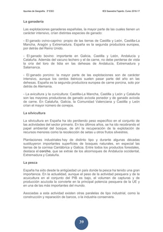 Apuntes de Geografía. 3º ESO IES Saavedra Fajardo. Curso 2016-17
39
La ganadería
Las explotaciones ganaderas españolas, la mayor parte de las cuales tienen un
carácter intensivo, crían distintas especies de ganado:
- El ganado ovino-caprino: propio de las tierras de Castilla y León, Castilla-La
Mancha, Aragón y Extremadura. España es la segunda productora europea,
por detrás del Reino Unido.
- El ganado bovino: importante en Galicia, Castilla y León, Andalucía y
Cataluña. Además del vacuno lechero y el de carne, no debe perderse de vista
la cría del toro de lidia en las dehesas de Andalucía, Extremadura y
Salamanca.
- El ganado porcino: la mayor parte de las explotaciones son de carácter
intensivo, aunque los cerdos ibéricos suelen pasar parte del año en las
dehesas. España es la segunda productora europea de carne porcina, solo por
detrás de Alemania.
- La avicultura y la cunicultura: Castilla-La Mancha, Castilla y León y Cataluña
son las mayores productoras de ganado avícola ponedor y de ganado avícola
de carne. En Cataluña, Galicia, la Comunidad Valenciana y Castilla y León
crían el mayor número de conejos.
La silvicultura
La silvicultura en España ha ido perdiendo peso específico en el conjunto de
las actividades del sector primario. En los últimos años, se ha ido recobrando el
papel ambiental del bosque, de ahí la recuperación de la explotación de
recursos menores como la recolección de setas u otros frutos silvestres.
Plantaciones industriales hay de distinto tipo y durante algunas décadas
sustituyeron importantes superficies de bosques naturales, en especial las
tierras de la cornisa Cantábrica y Galicia. Entre todos los productos forestales,
destaca el corcho, que se extrae de los alcornoques de Andalucía occidental,
Extremadura y Cataluña.
La pesca
España ha sido desde la antigüedad un país donde la pesca ha tenido una gran
importancia. En la actualidad, aunque el peso de la actividad pesquera y de la
acuicultura en el conjunto del PIB es bajo, el volumen de capturas y de
producción acuícola la convierte en la principal potencia pesquera de la UE y
en una de las más importantes del mundo.
Asociadas a esta actividad existen otras paralelas de tipo industrial, como la
construcción y reparación de barcos, o la industria conservera.
 