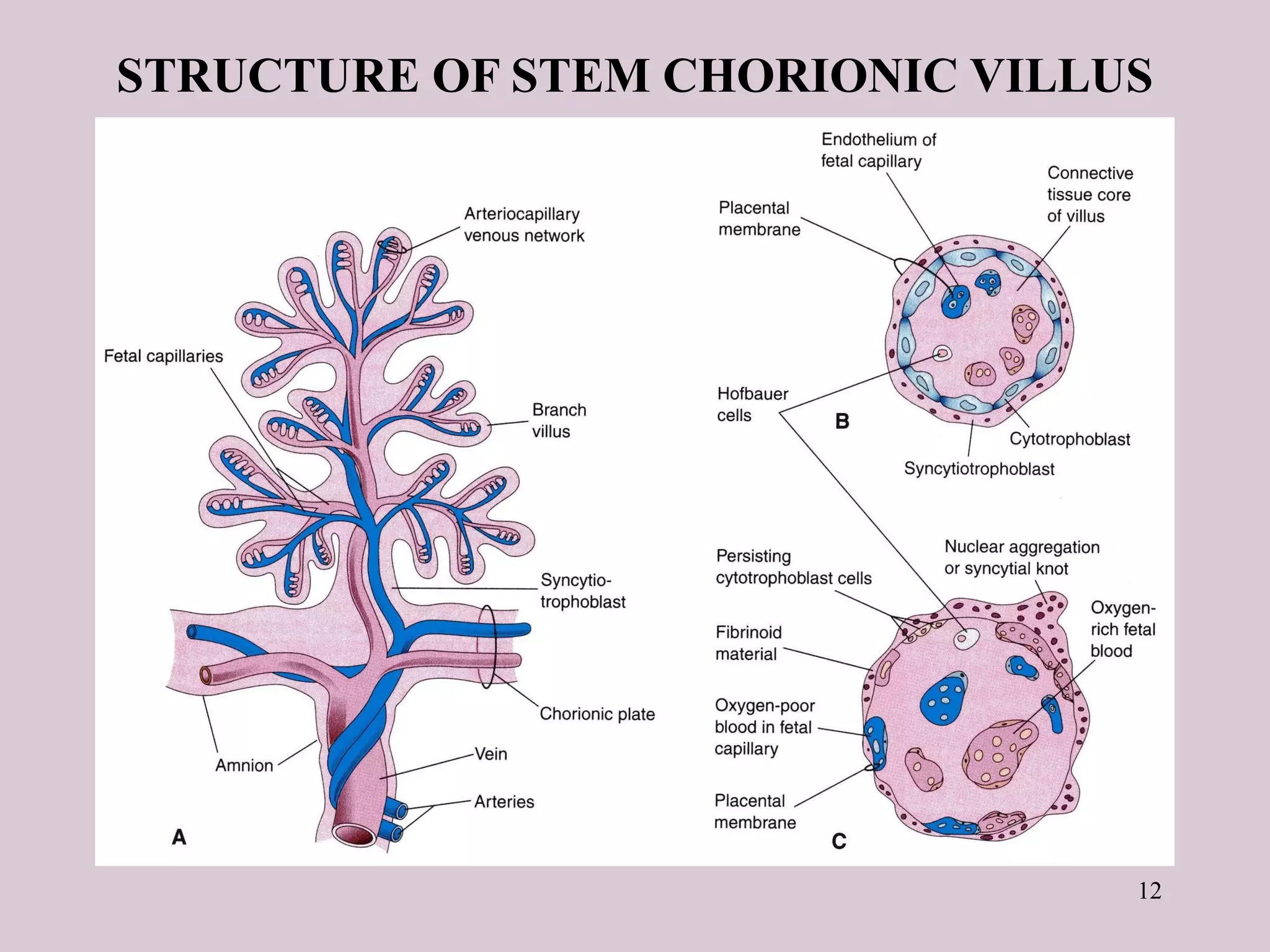 12
STRUCTURE OF STEM CHORIONIC VILLUS
 