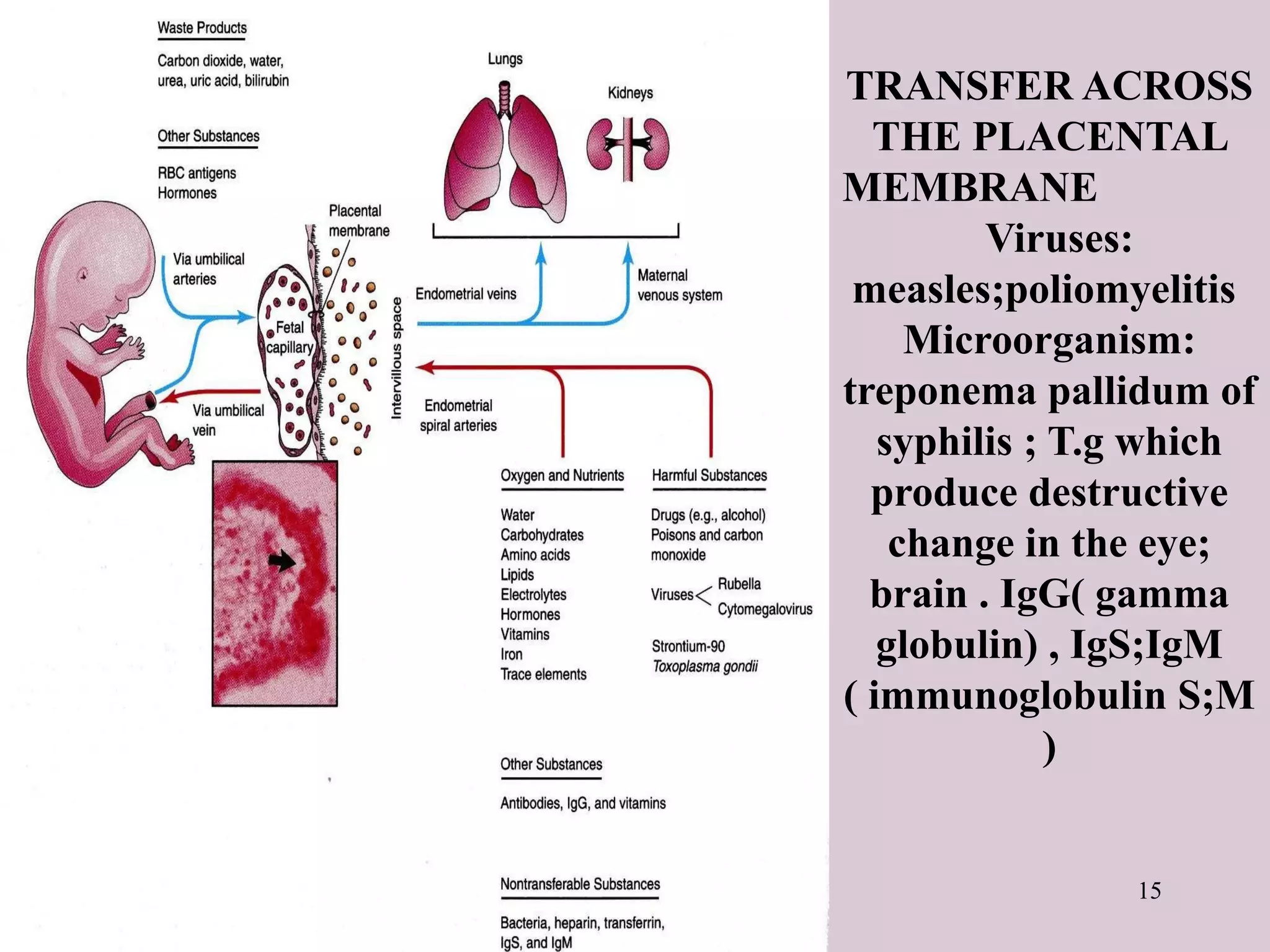 15
TRANSFER ACROSS
THE PLACENTAL
MEMBRANE
Viruses:
measles;poliomyelitis
Microorganism:
treponema pallidum of
syphilis ; T.g which
produce destructive
change in the eye;
brain . IgG( gamma
globulin) , IgS;IgM
( immunoglobulin S;M
)
 